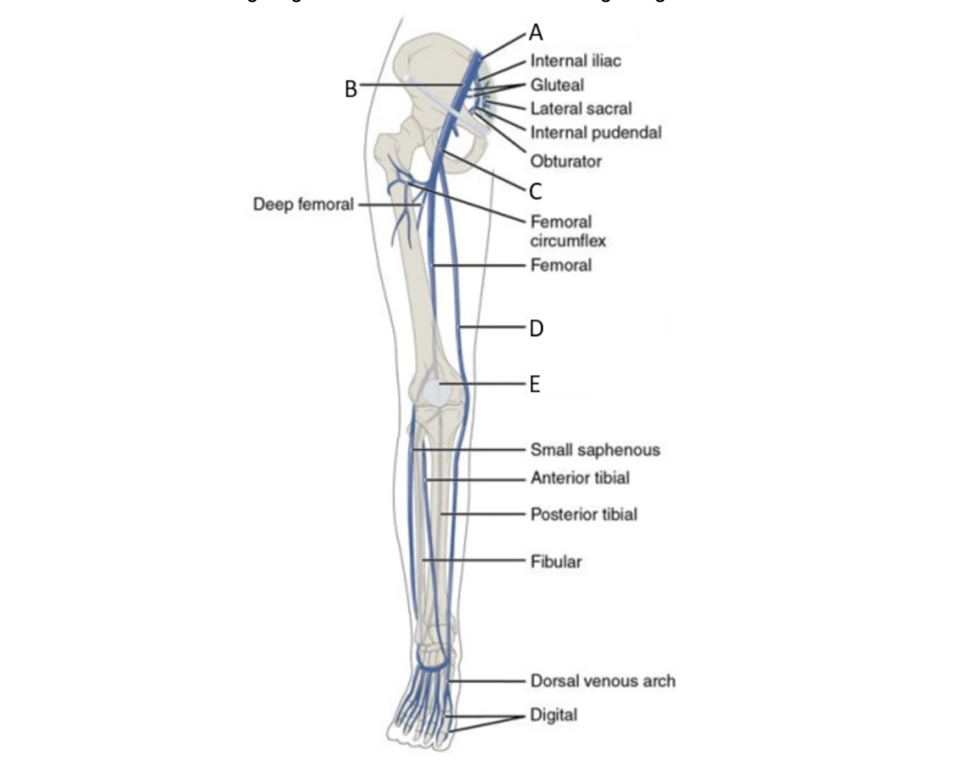 Major blood vessels of the pelvis and leg Quiz