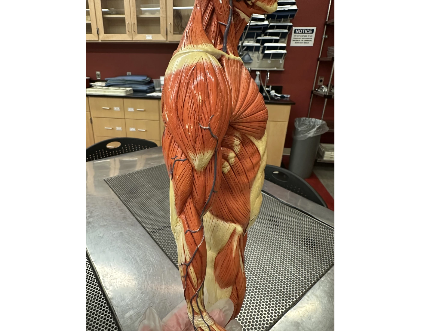 Anatomy Muscle Quiz Anatomy muscle quiz