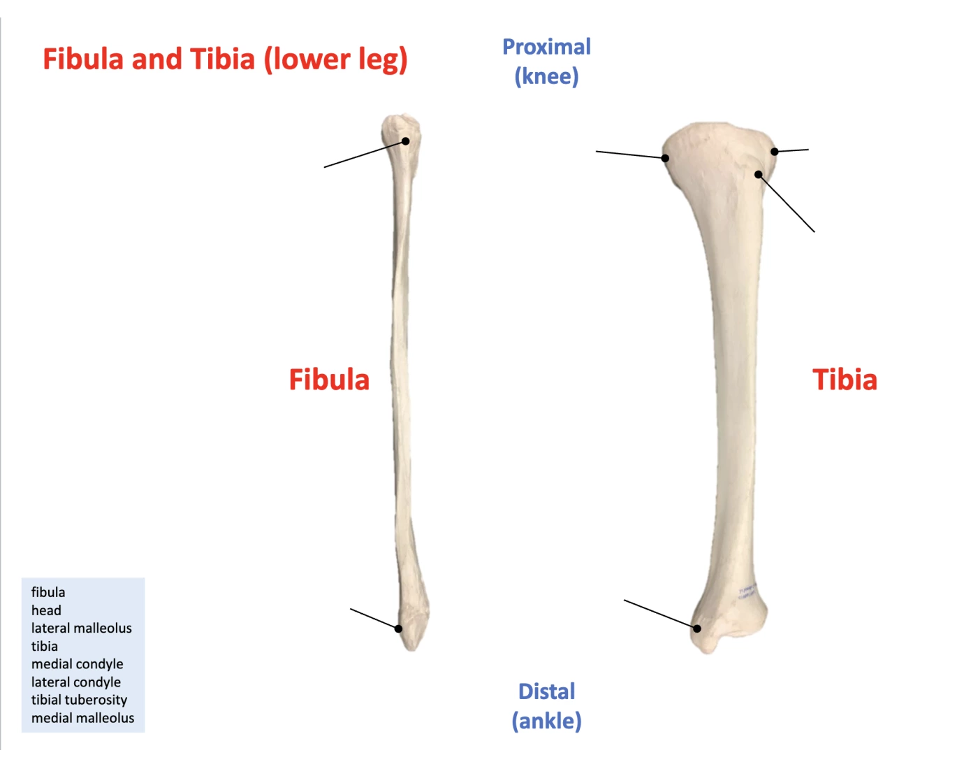 Trivia Tibia fibula and tibia Quiz