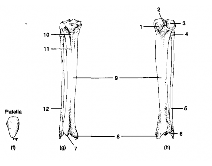 hindlimb tibia fibula cat Quiz