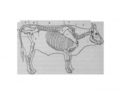 Cow Skeletal System