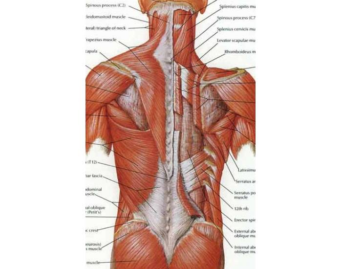 Back muscles Quiz