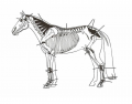 Major Ligaments of the Horse
