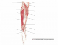 Lateral View Right Forearm Muscles