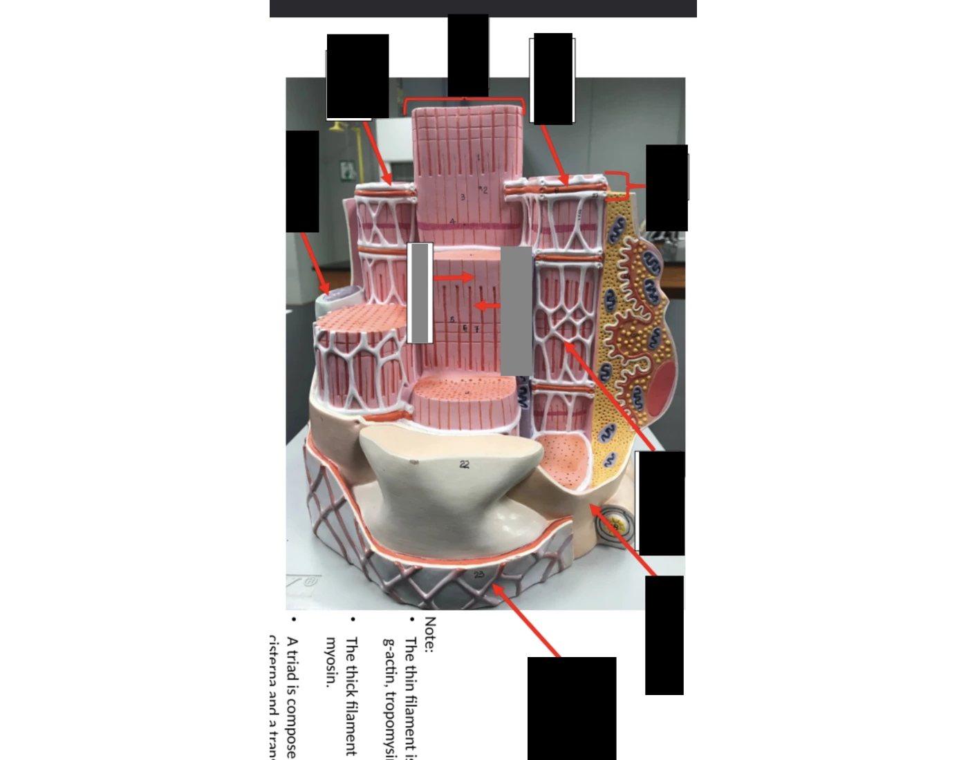 Muscle Fiber Anatomy 1 Quiz Biology Diagrams