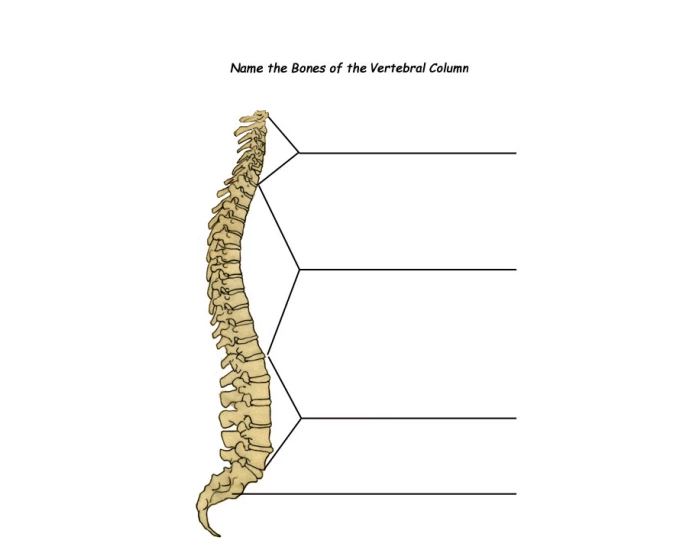 Vertebral Spire Printable Worksheet