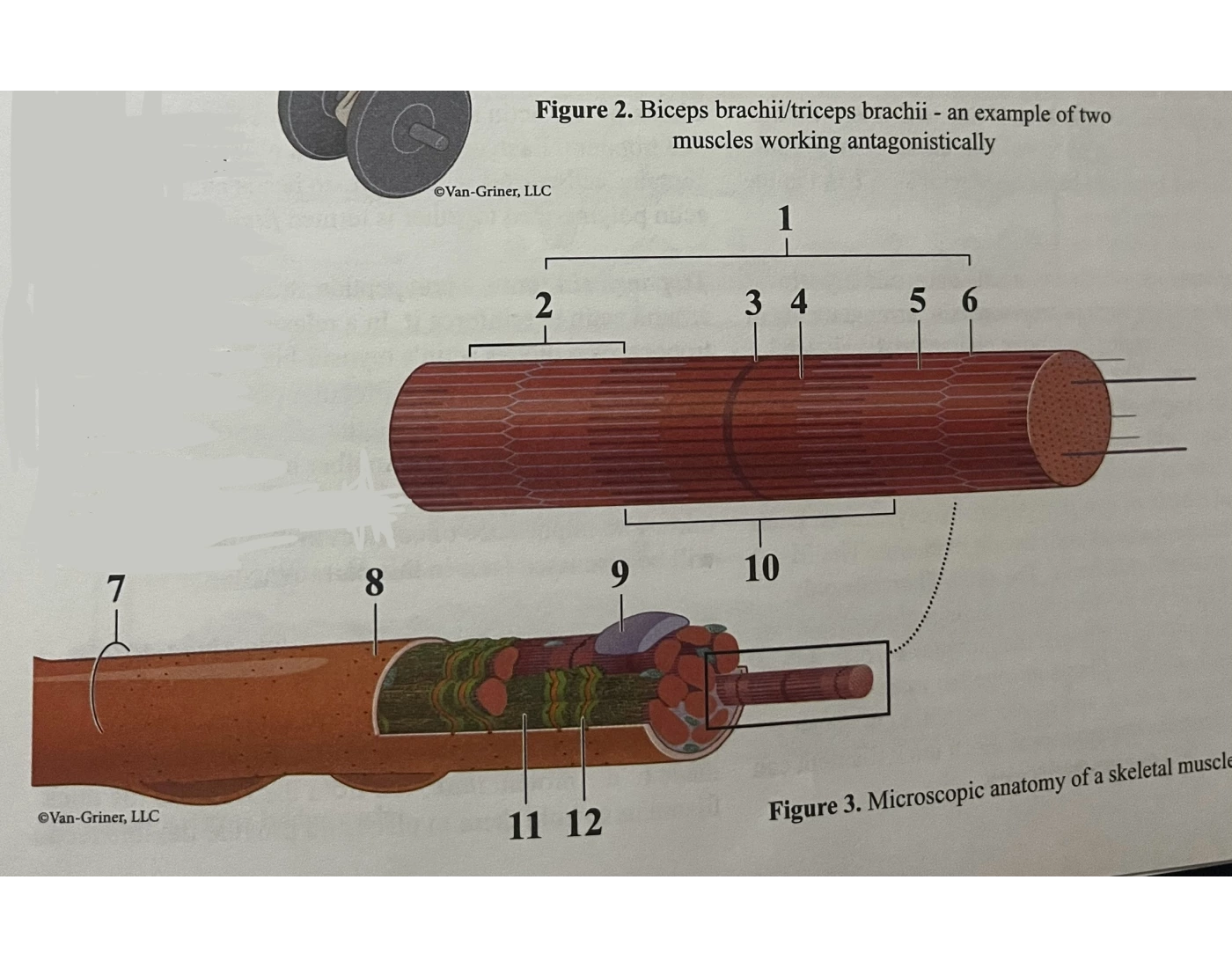 Muscle Fiber Model Fillable Label Worksheet.pdf Skeletal Muscle FIber Anatomy — Printable Worksheet