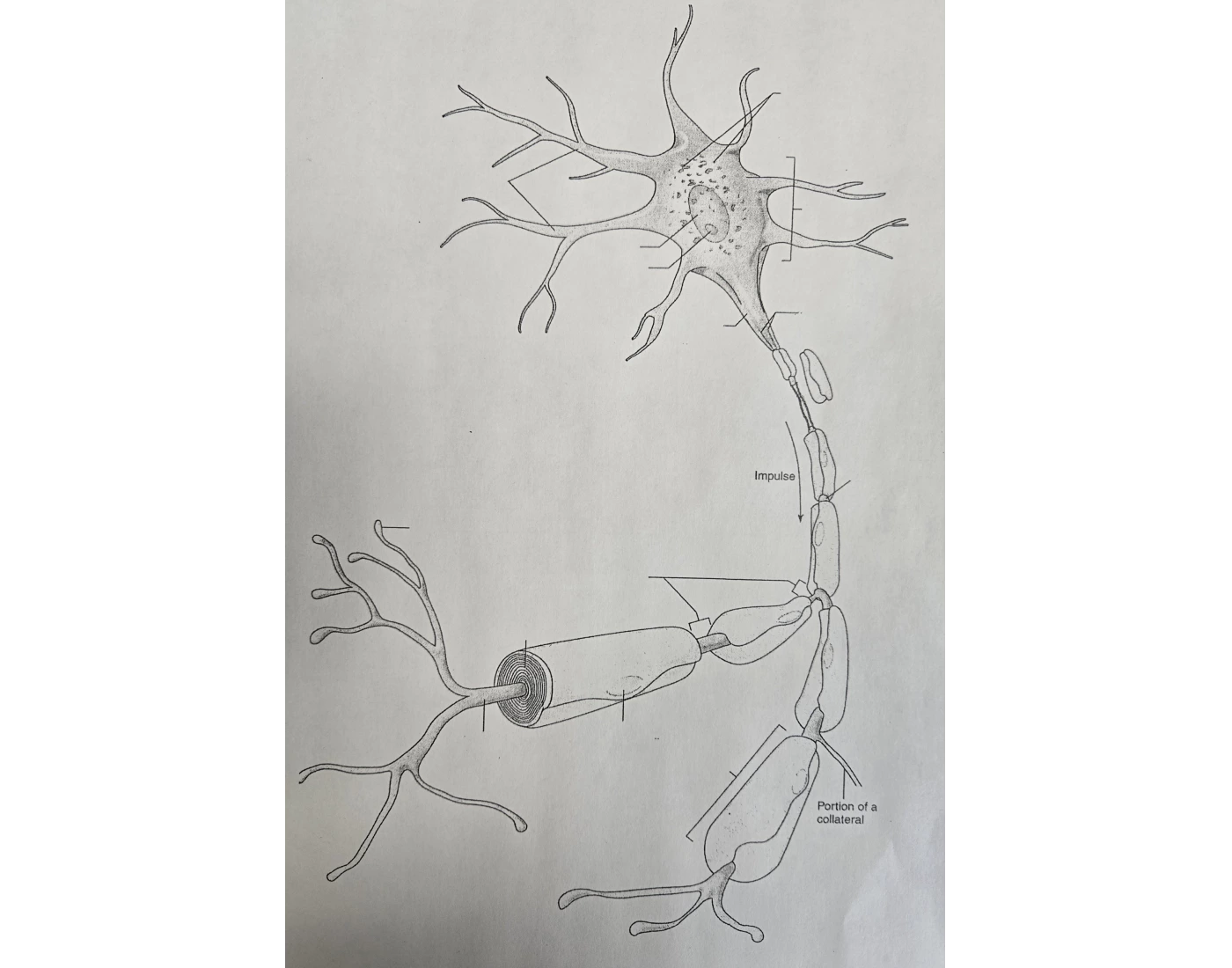 Multipolar Neuron Printable Typical Multipolar Neuron Quiz