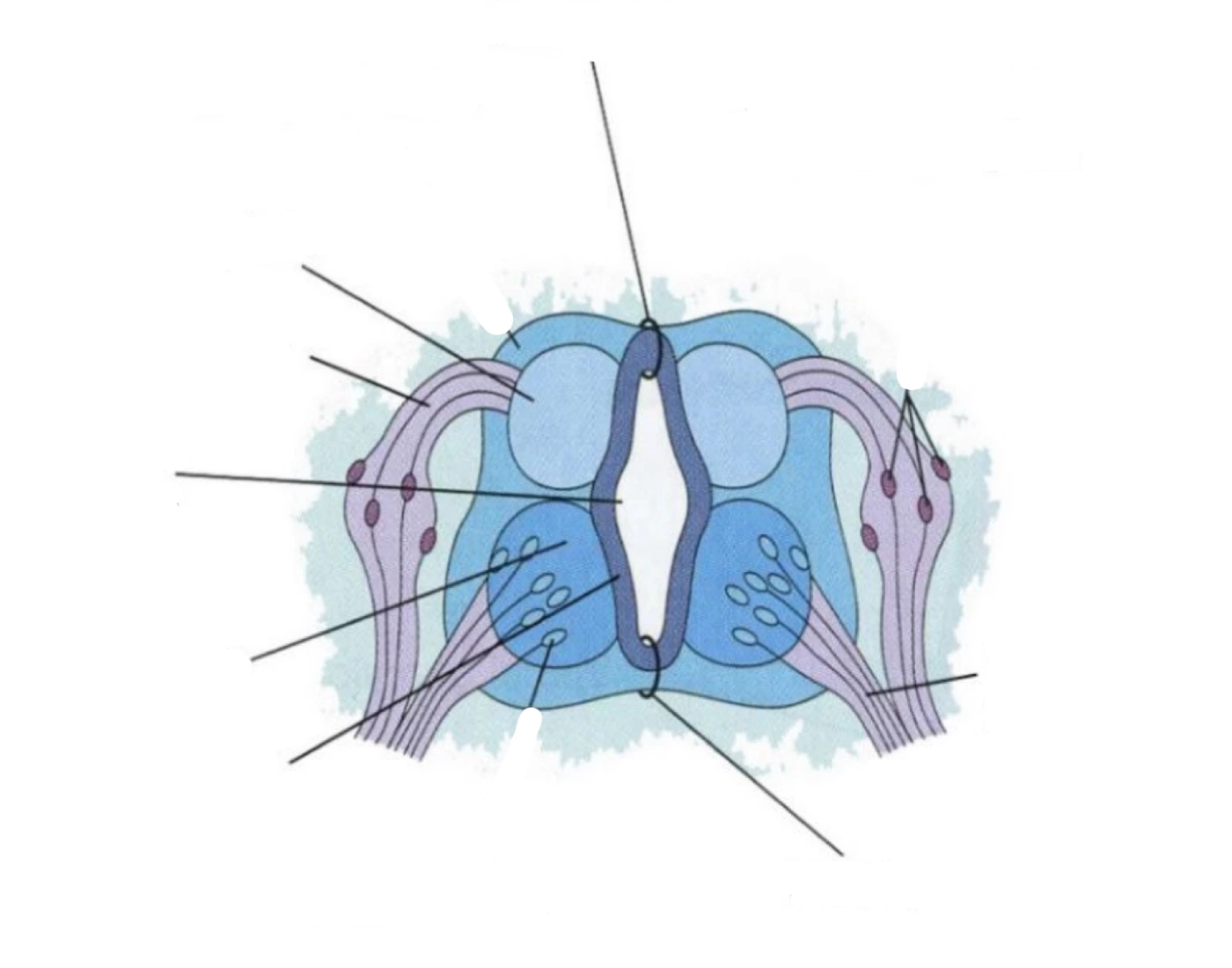 Plate development Quiz
