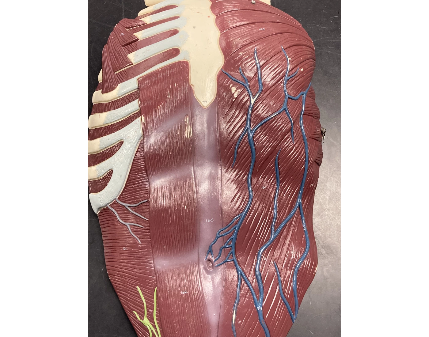 Muscle labeling 3 — Printable Worksheet