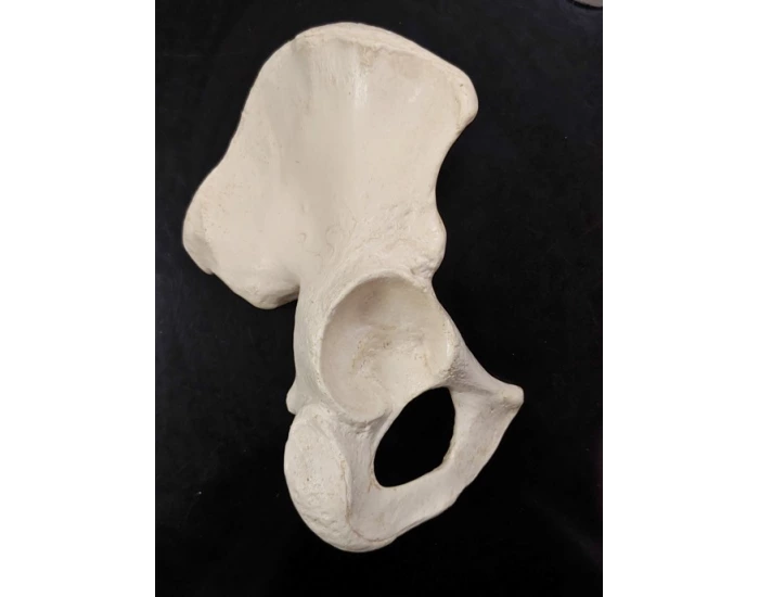 One Large Innotimate Object Innominate Bone - Right (lateral view) Anatomy Quiz