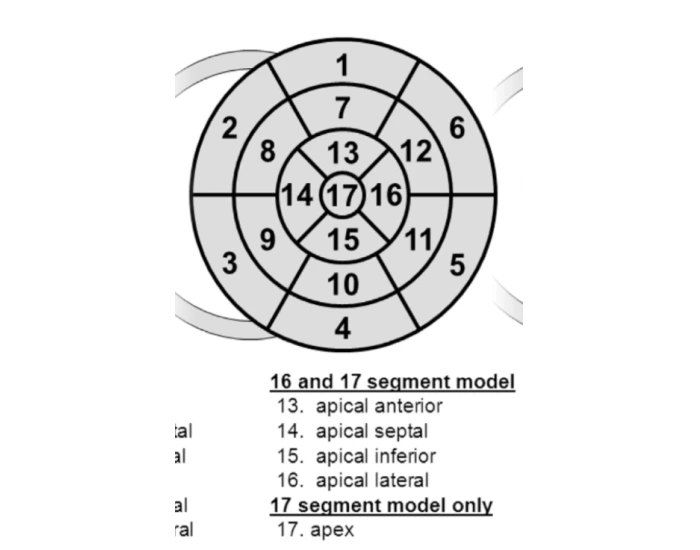 LV 17 Segments Model Quiz