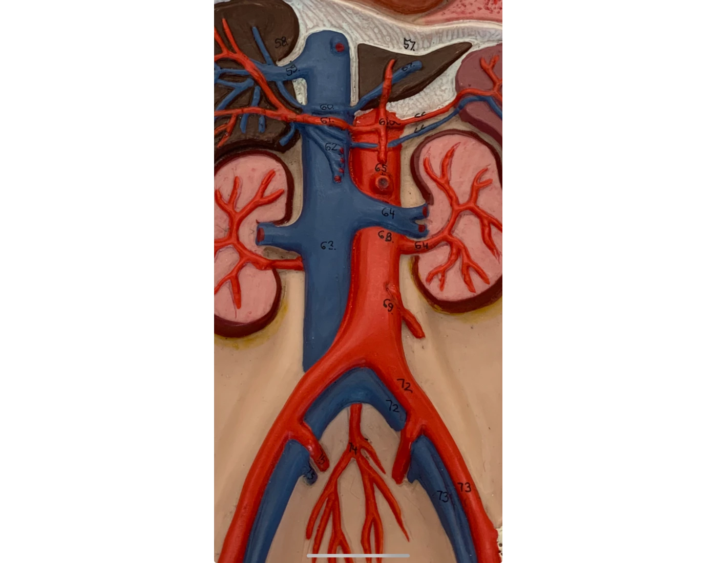 interal/pelvic vessels — Printable Worksheet