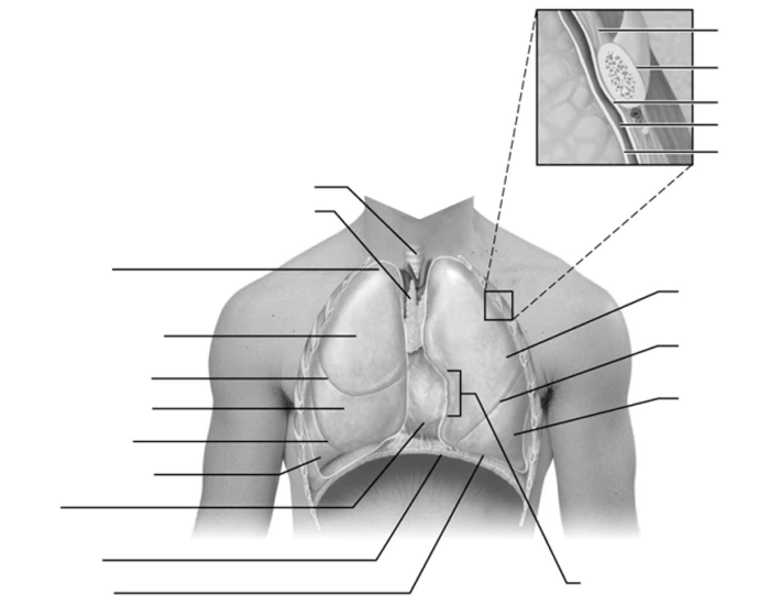 Thoracic Cavity Study Figure Quiz Biology Diagrams