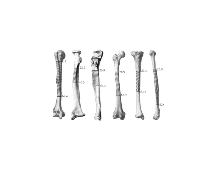 Tibia, Fibula, Ulna, Femur, Humerus, Radius Quiz