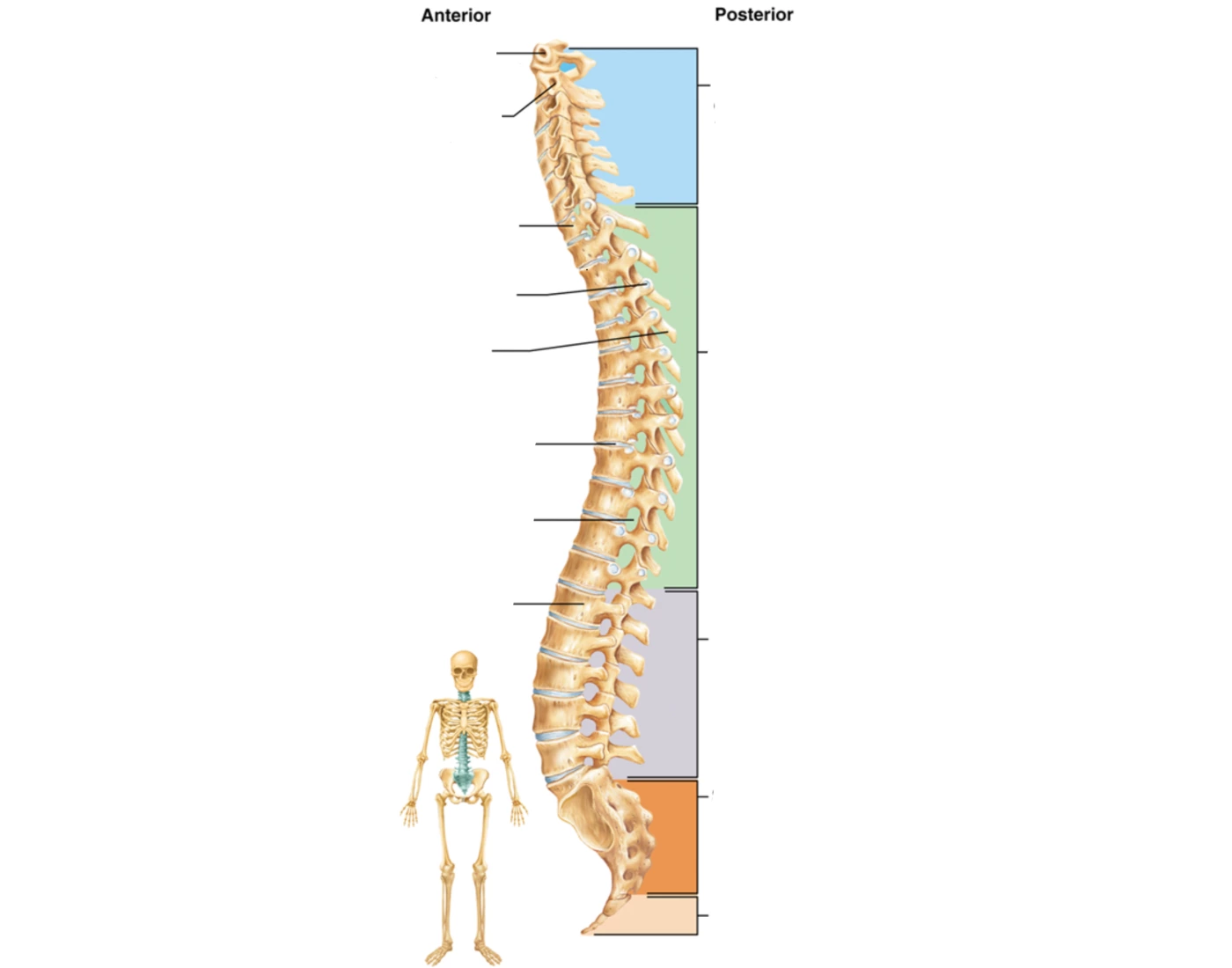Veterbrae Label Vertebral Column Labeling Diagram Quiz