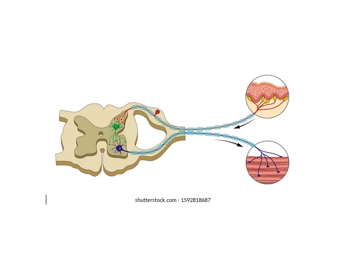 Polysynaptic Inhibitors polysynaptic reflex arc Quiz