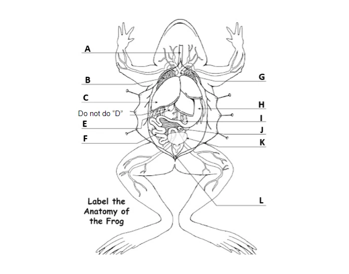 Bull Frog internal anatomy — Printable Worksheet