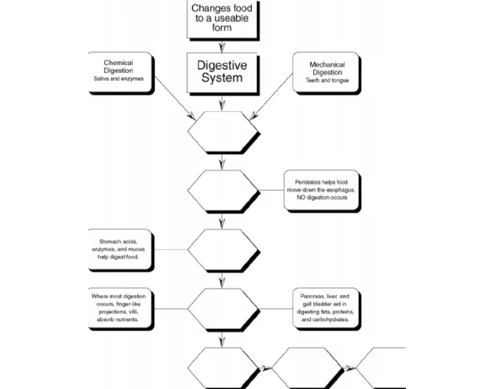 Digestive System Flow Chart Quiz Digestive system flow chart quiz