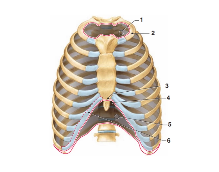 Rib Cage, chest Anatomy Quiz