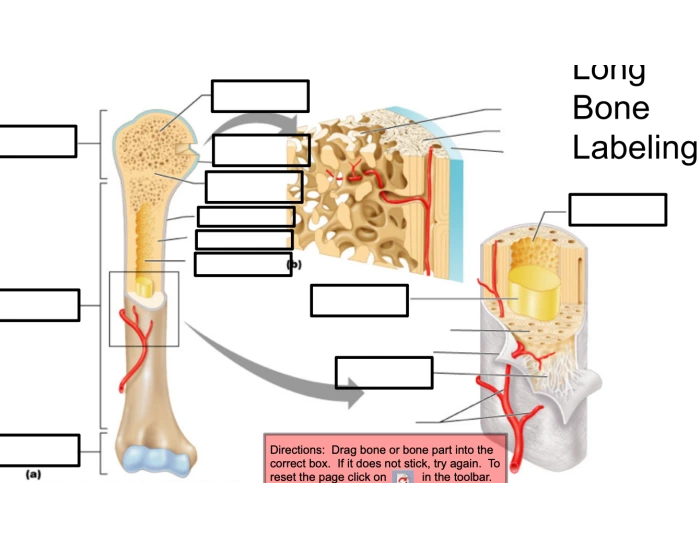Labling Long Bone Long bone labeling Quiz