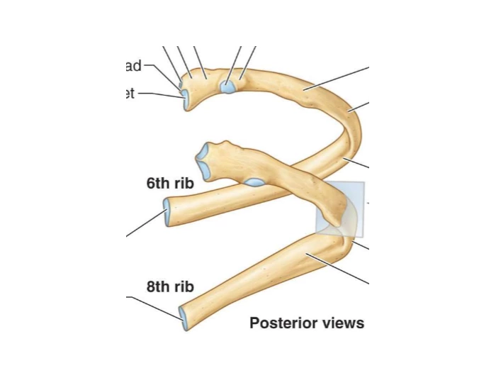 Typical rib anatomy — Printable Worksheet