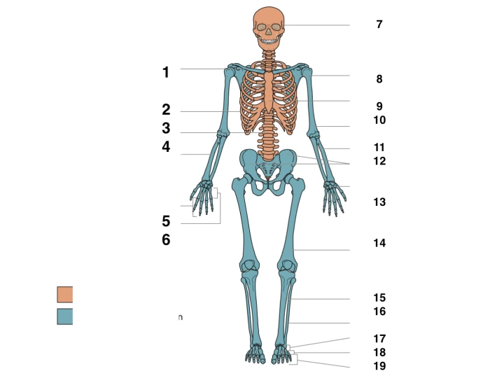 Human Skeleton Split Into Axial And Appendicular Printable Worksheet