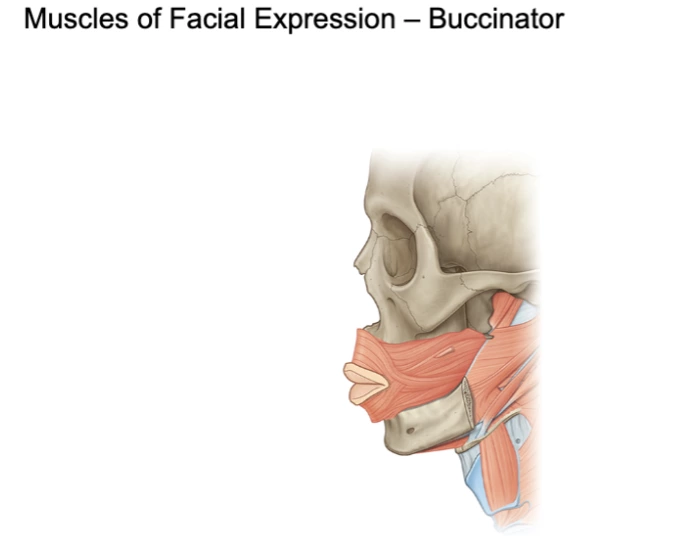 buccinator muscle Quiz