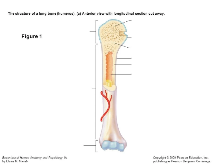 Labling Long Bone Long bone labeling Quiz