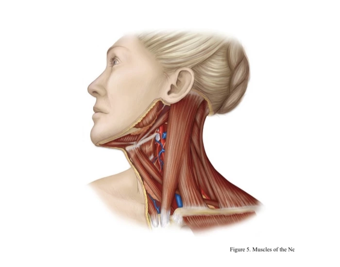 Neck Muscles Labeling — Printable Worksheet