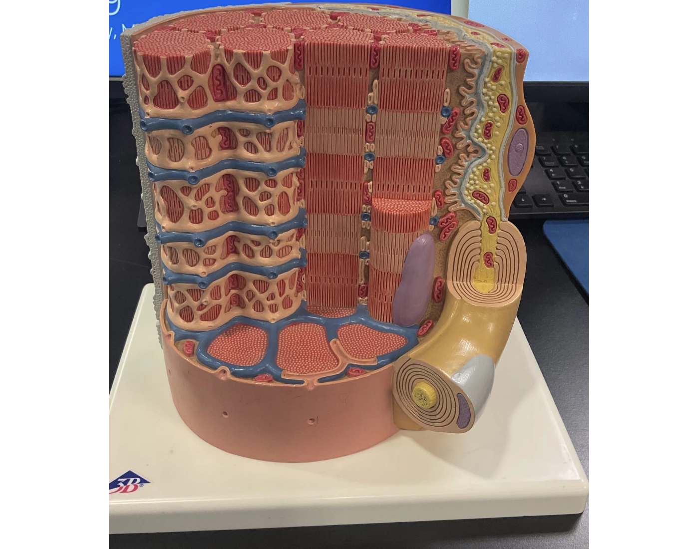 Muscle Cell Model Quiz