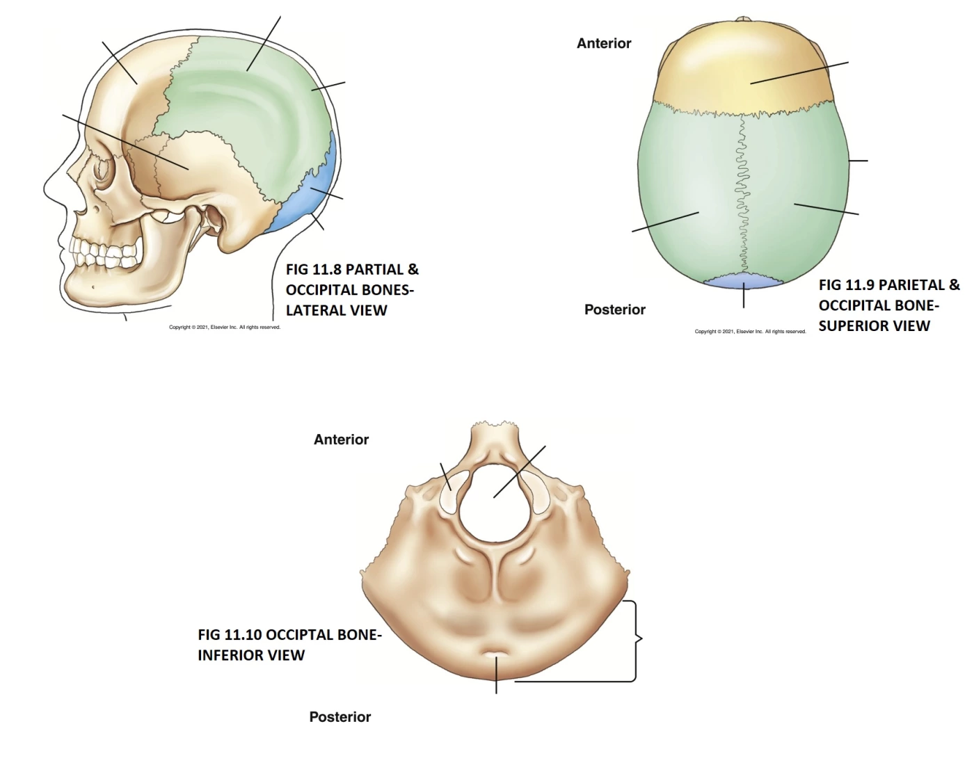 Parietal Ridge Skull BT SKULL PARIETAL & OCCIPITAL BONES PG. 382 Quiz
