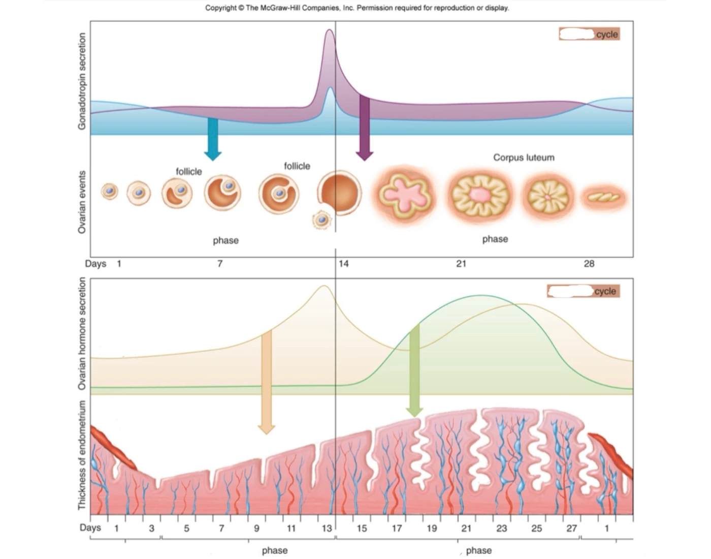 Ovarian And Menstrual Cycle Quiz ovarian-and-menstrual-cycle-quiz