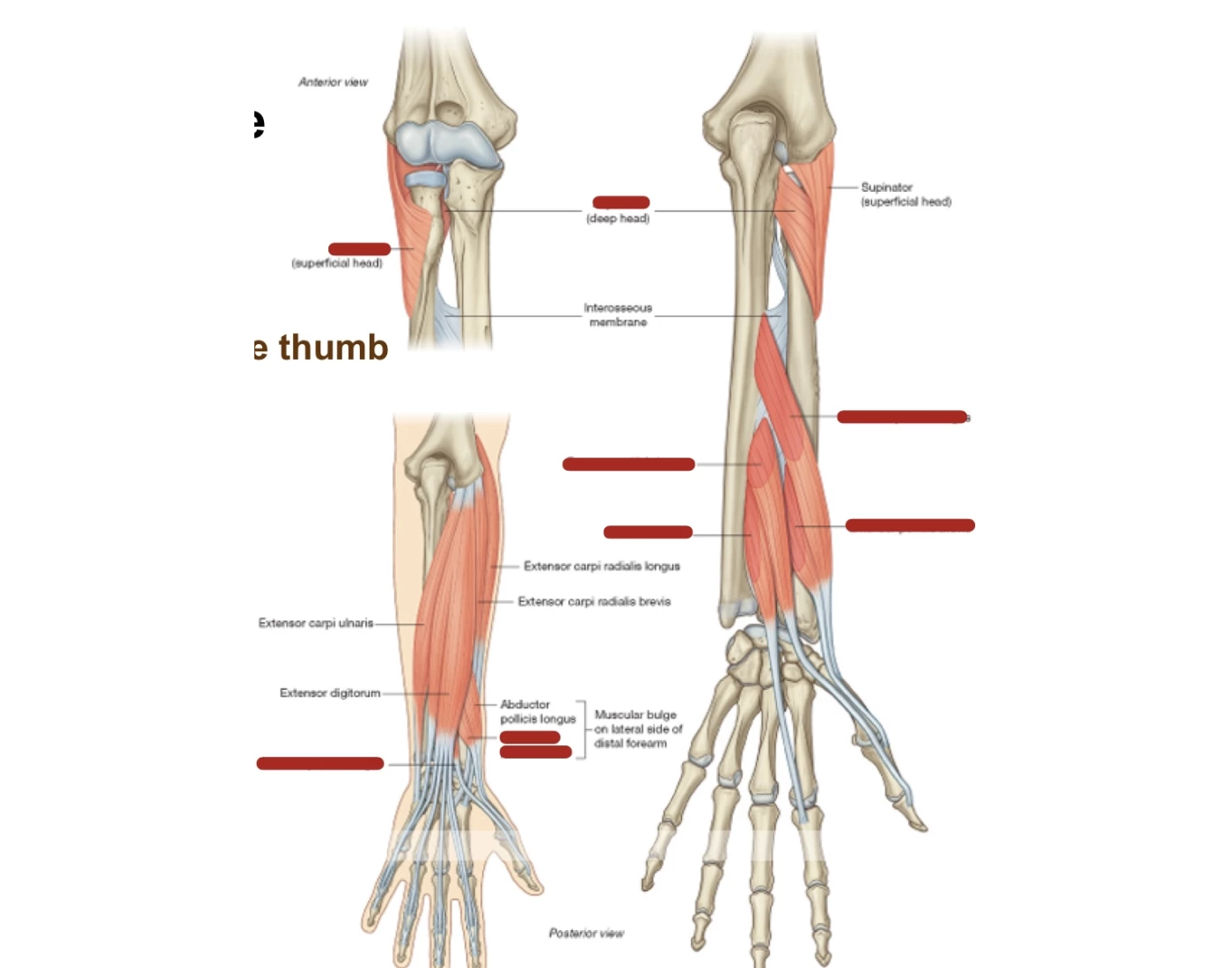 Extensor Group Muscles Extensor muscles of the forearm: deep group Quiz