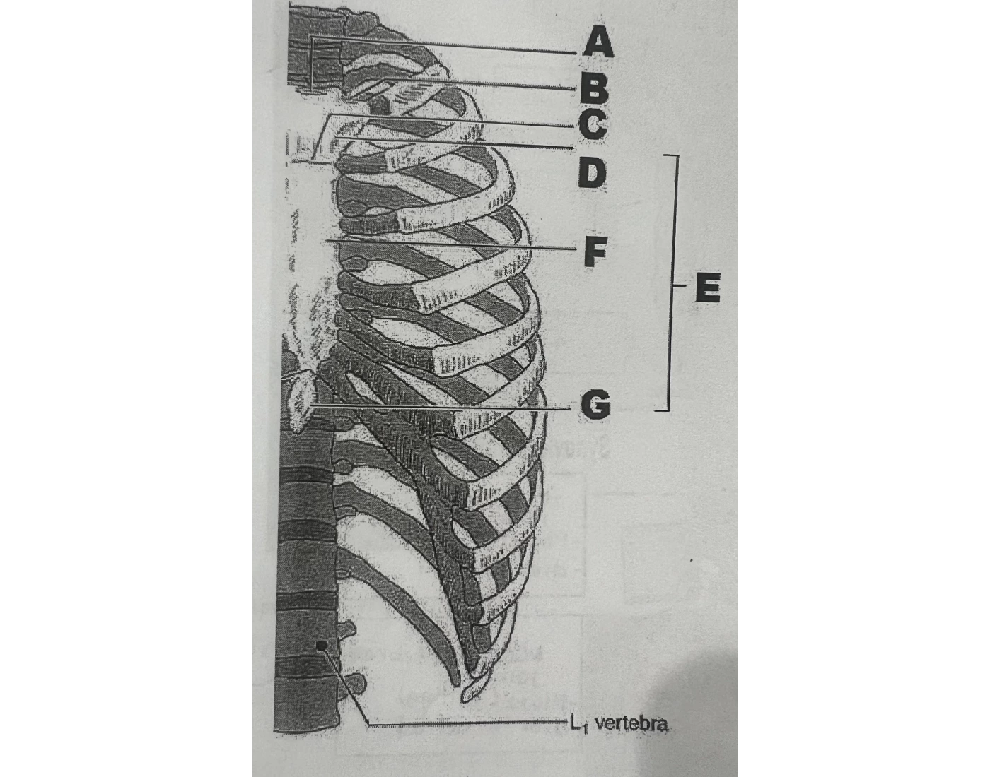 ribs — Printable Worksheet