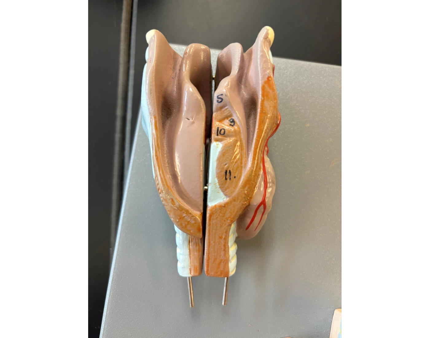 Trachea Lab Model back of trachea - respiratory model — Printable Worksheet