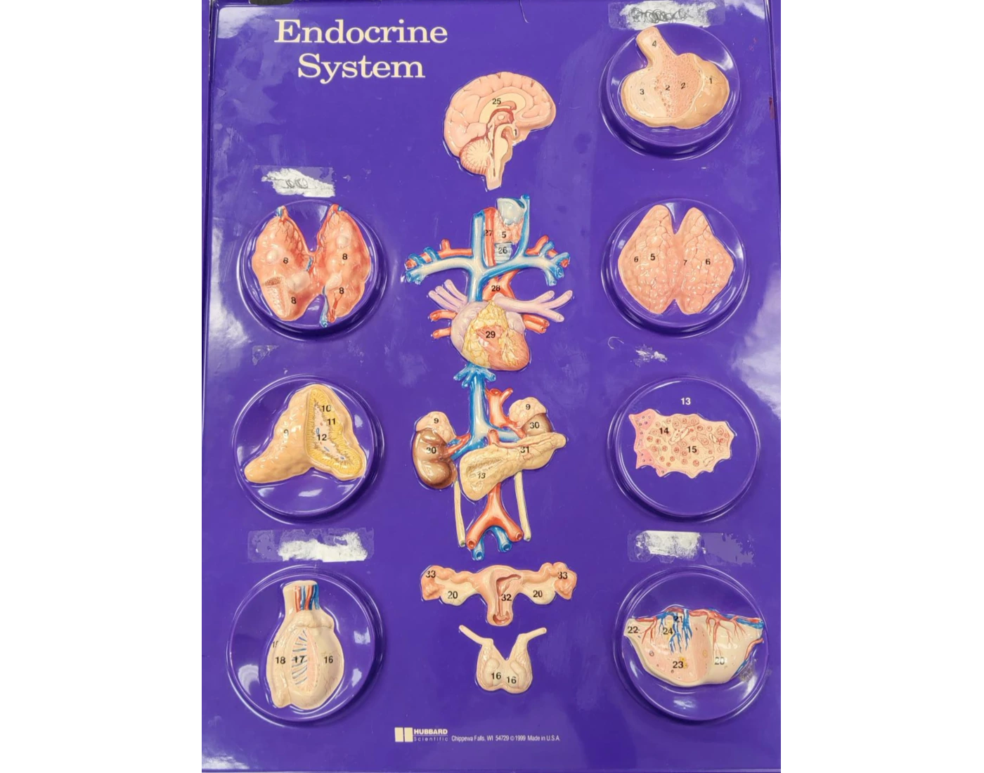 Endocrine System Model Using Garbage Endocrine System Model Flat Quiz
