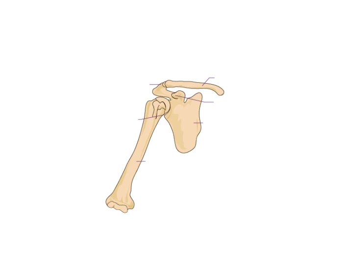 Shoulder Anatomy Quiz