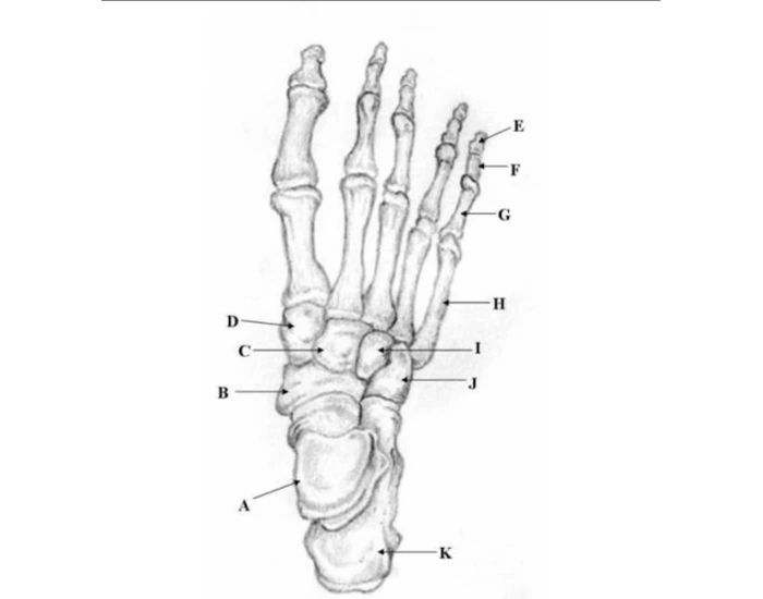 Foot Joint Rotation Labels Ankle and Foot Labeling Quiz