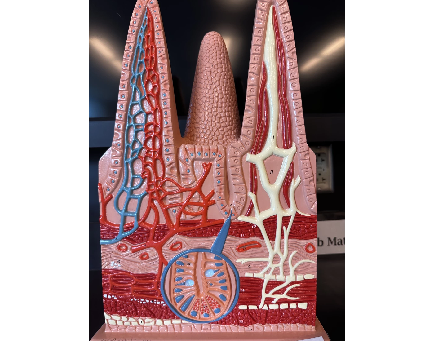 intestinal villi model Quiz
