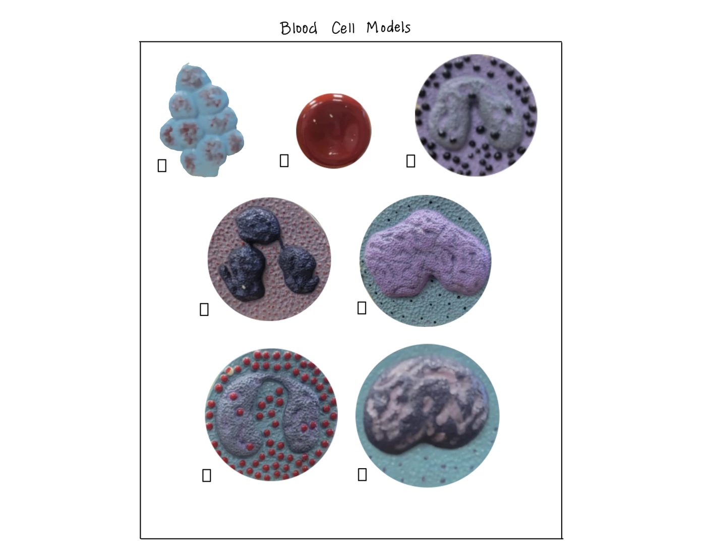 Simple Blood Cell Model Blood Cell Model Labeling Quiz