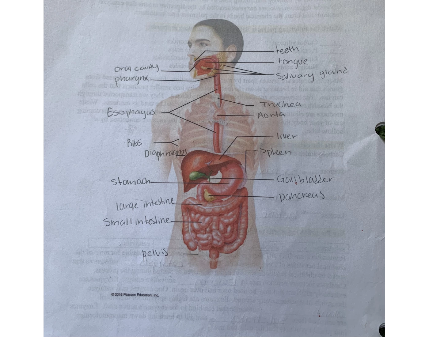 Label The Digestive System Diagram Printable Worksheet