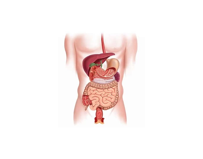 Digestive System Anatomy Labeling Quiz Digestive system anatomy labeling quiz