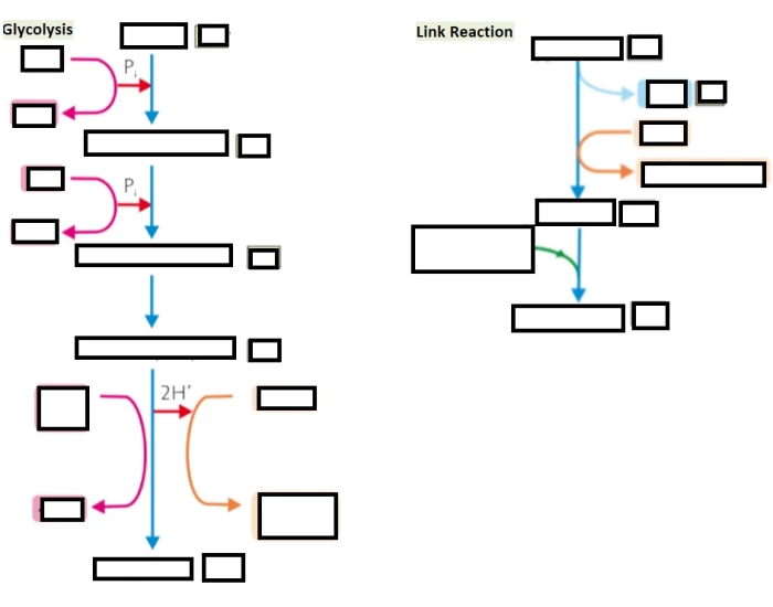 Link Reaction Model Glycolysis & Link Reaction Quiz