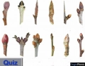 Tree Buds | Winter Twigs | Quiz 1